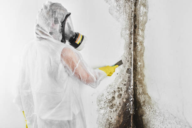 Best Mold Testing and Inspection Services in Olivarez, TX