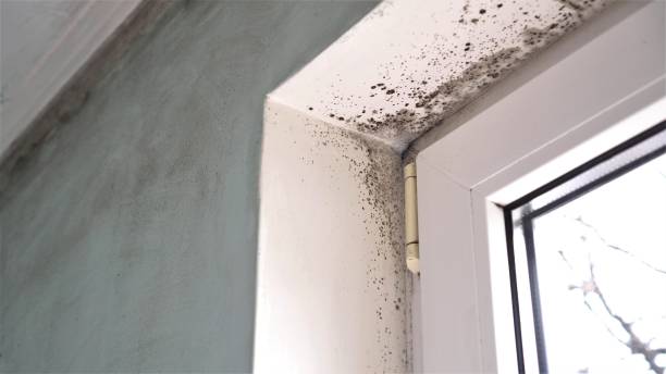 Best Attic Mold Remediation in Olivarez, TX