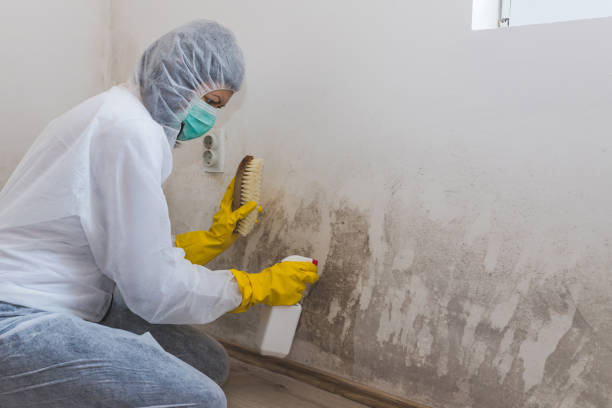 Best Bathroom Mold Remediation in Olivarez, TX
