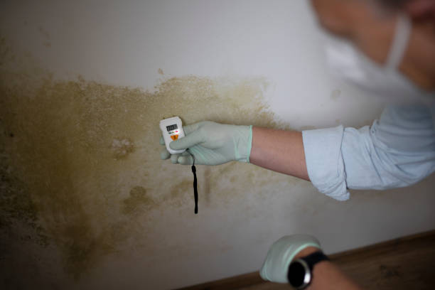 Best Basement Mold Remediation in Olivarez, TX