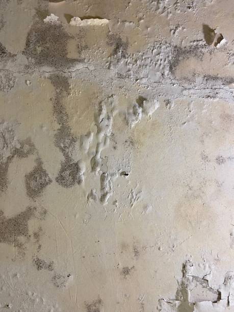 Professional Mold Remediation in Olivarez, TX
