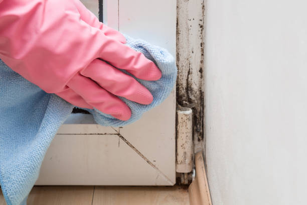 Trusted Olivarez, TX Mold Remediation Experts